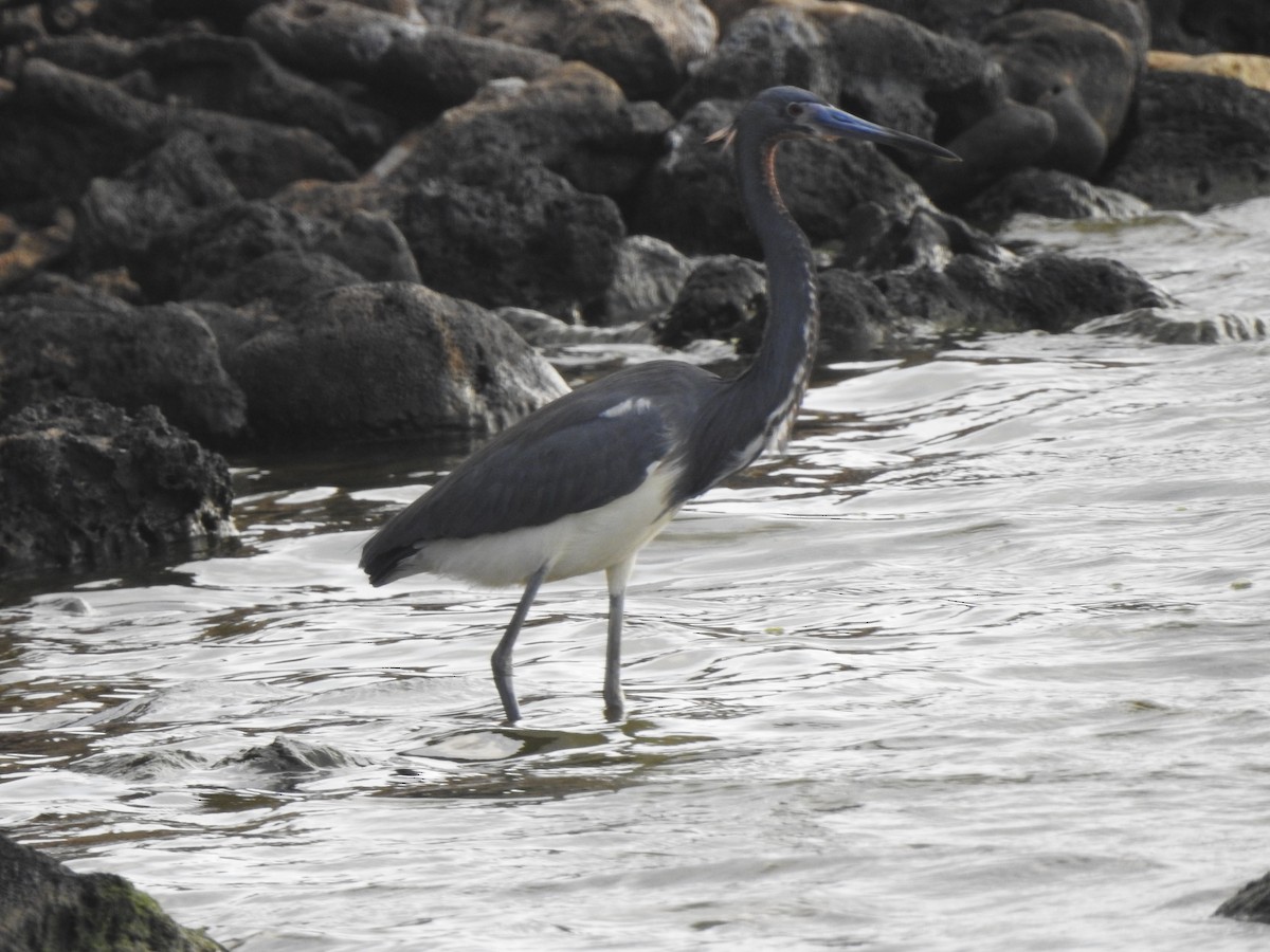 Tricolored Heron - ML618942525