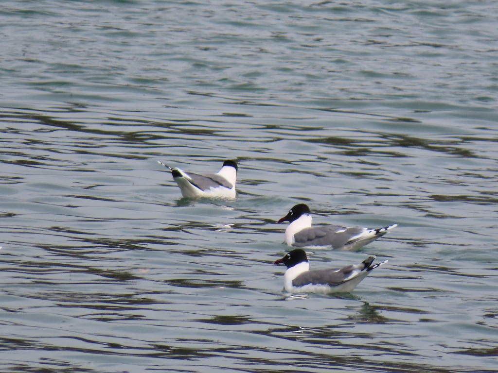 Franklin's Gull - ML618942527