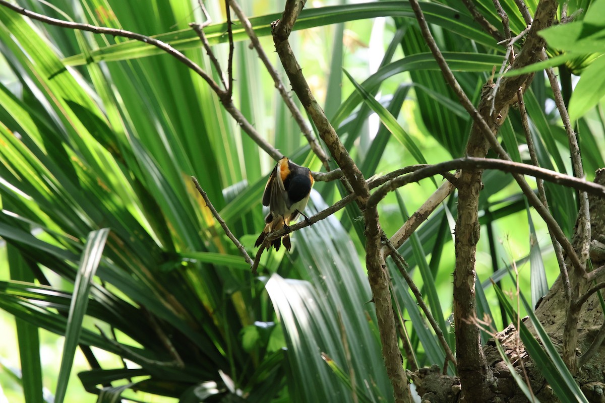 American Redstart - ML618942537