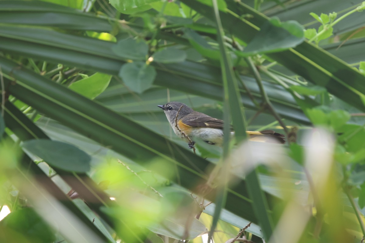 American Redstart - ML618942547