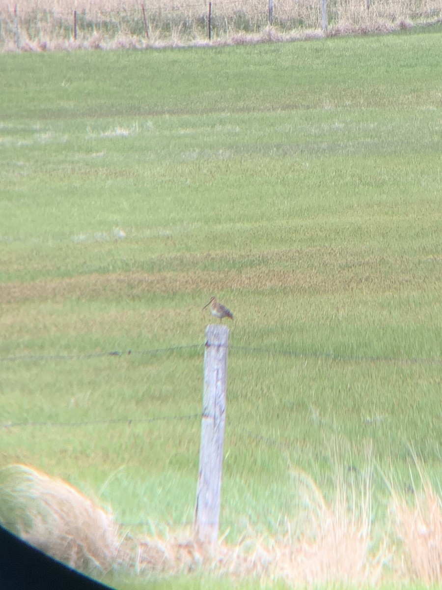 Wilson's Snipe - amanda medaries