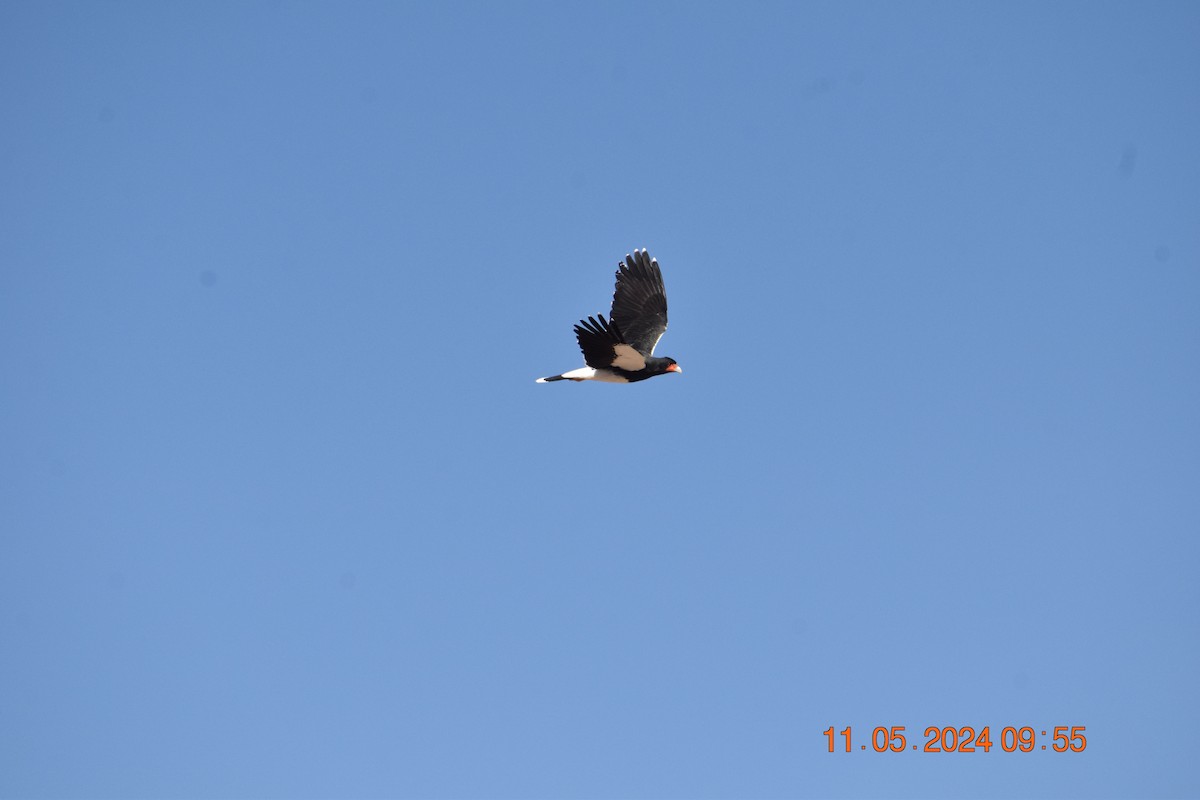 Mountain Caracara - Reynaldo Valdivia Reyes