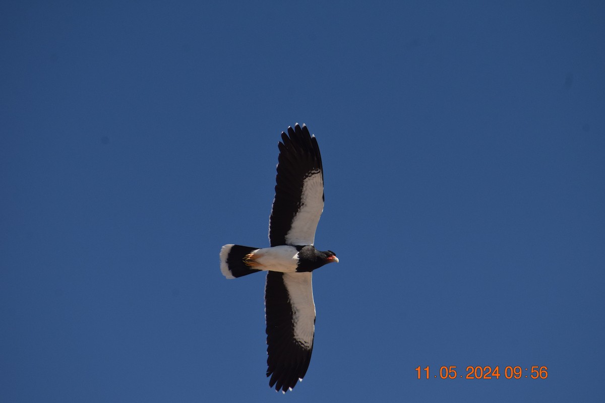 Mountain Caracara - Reynaldo Valdivia Reyes