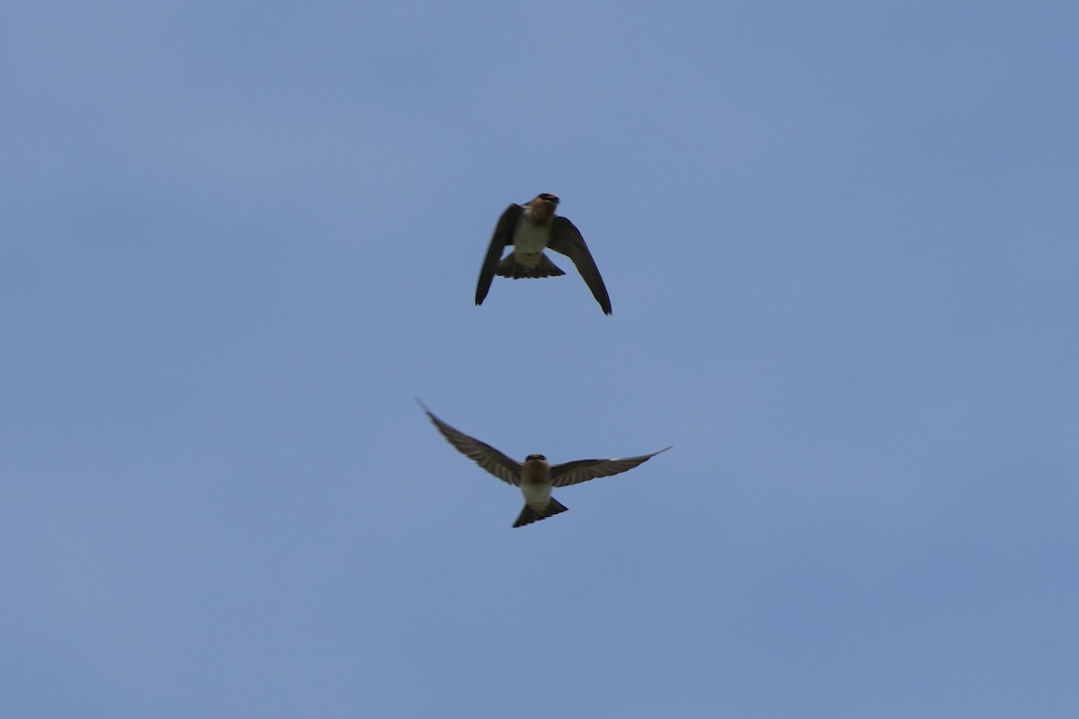 Cliff Swallow - Tom Cassaro