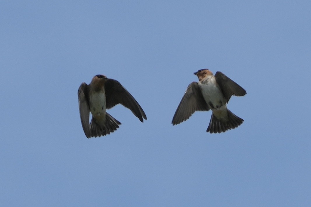 Cliff Swallow - Tom Cassaro