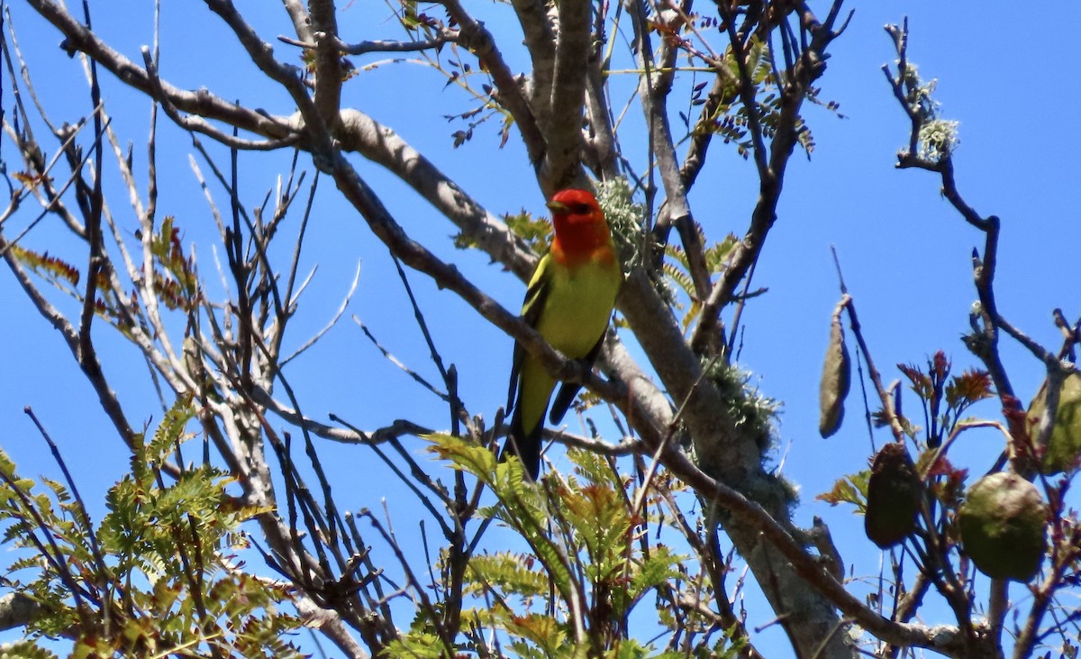 Western Tanager - ML618942643