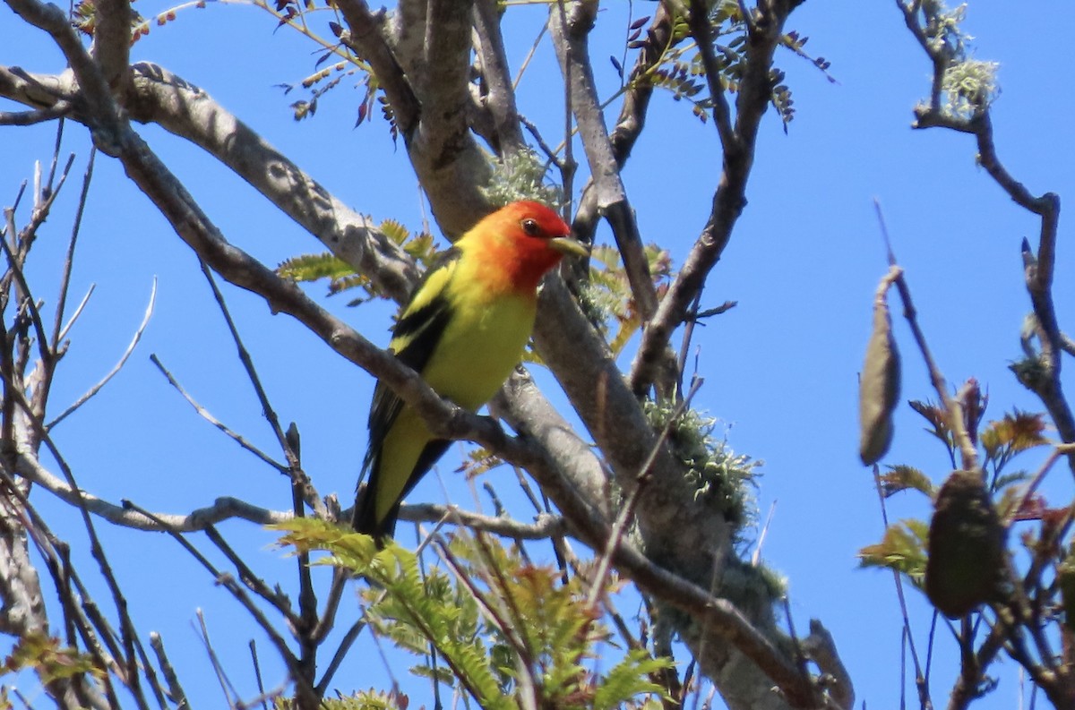 Western Tanager - ML618942647