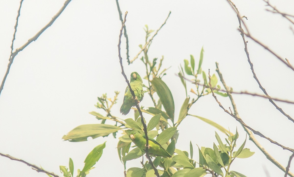 Spectacled Parrotlet - Leidy margarita Niño acevedo