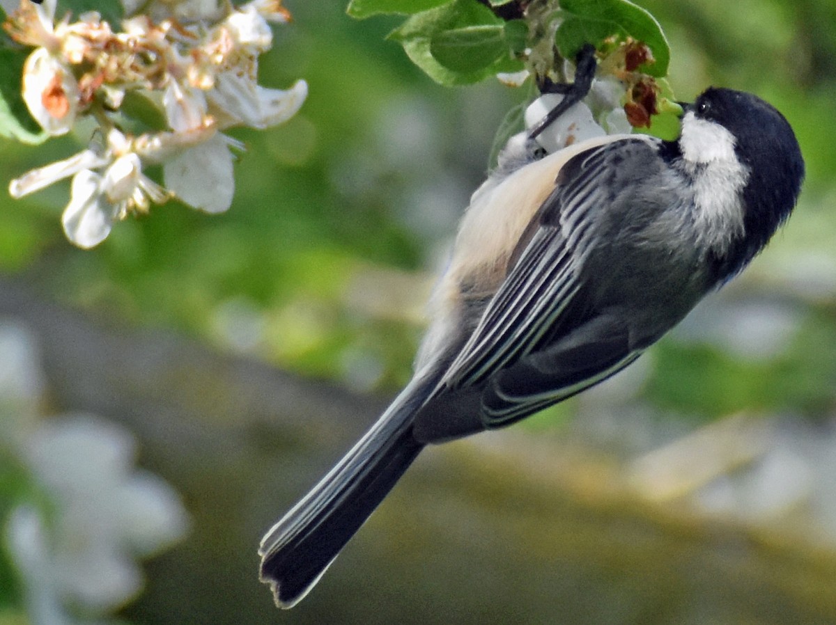 Black-capped Chickadee - Carol Berney