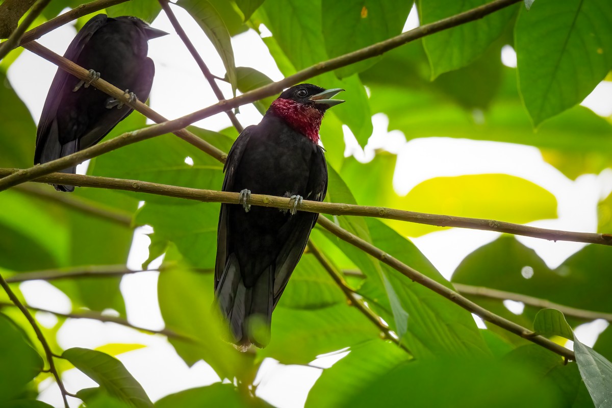 Purple-throated Fruitcrow - Chris Thomas