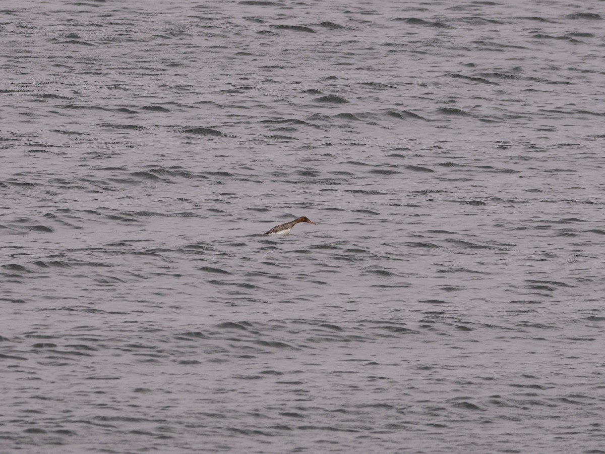 Red-breasted Merganser - ML618942682