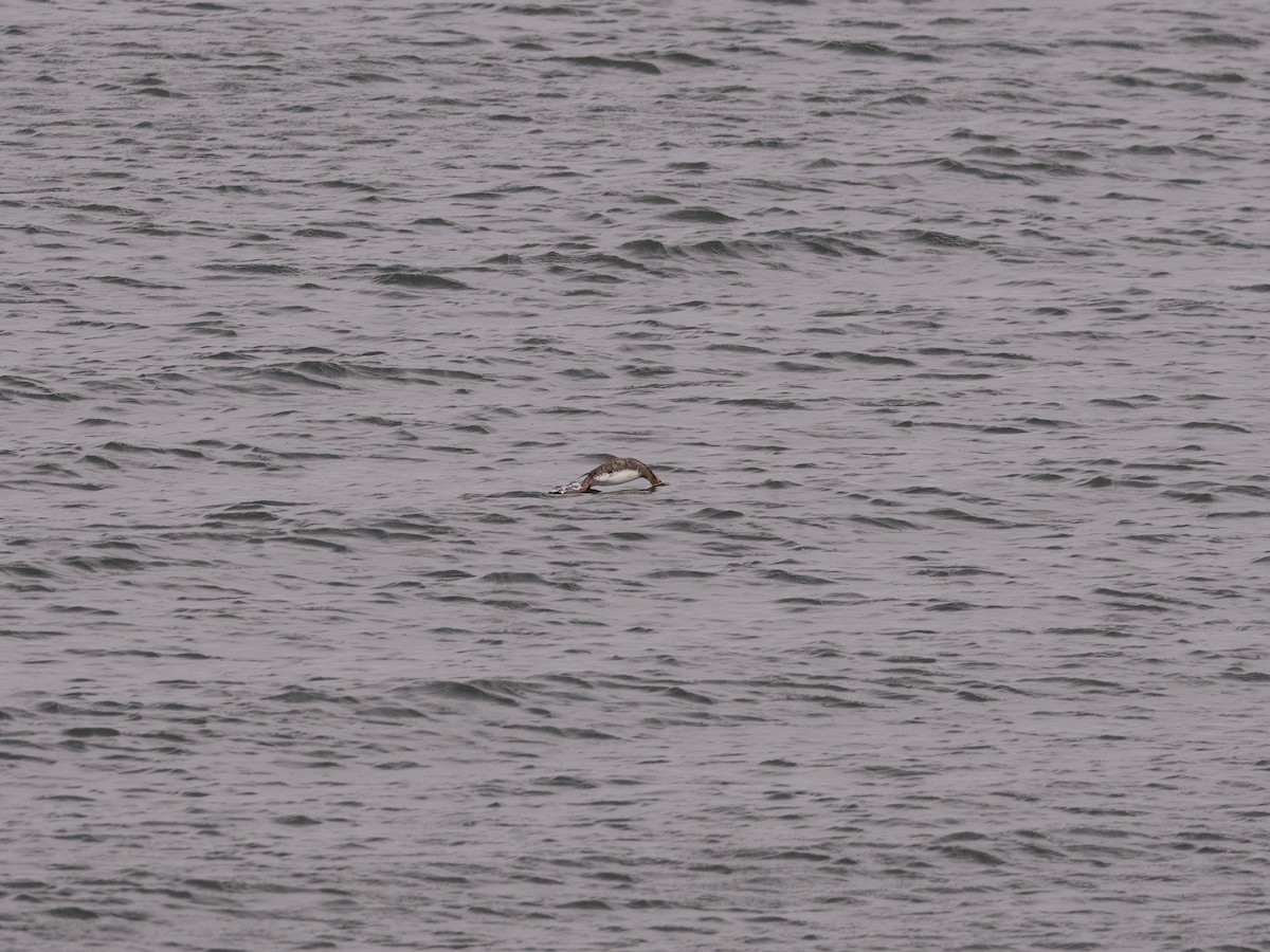 Red-breasted Merganser - ML618942694