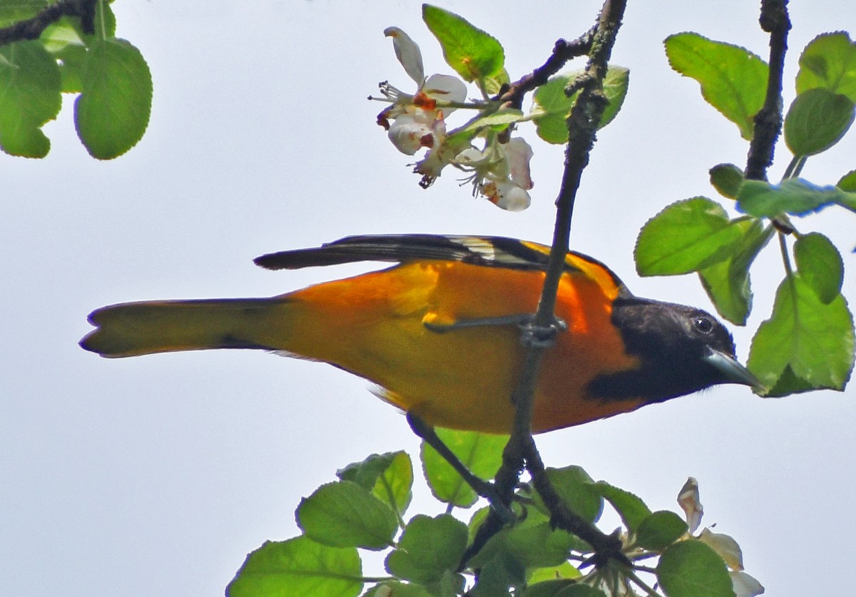 Oriole de Baltimore - ML618942699