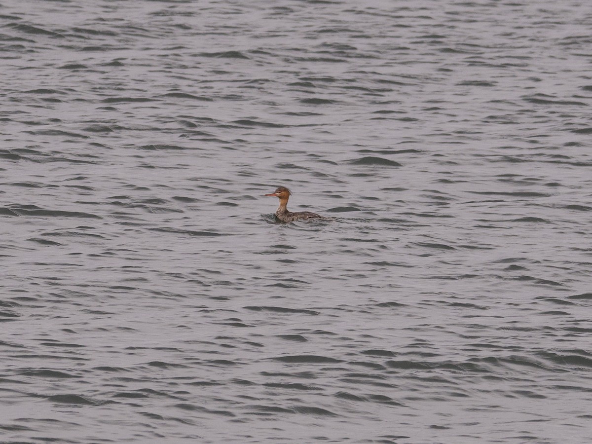 Red-breasted Merganser - Sochetra Ly