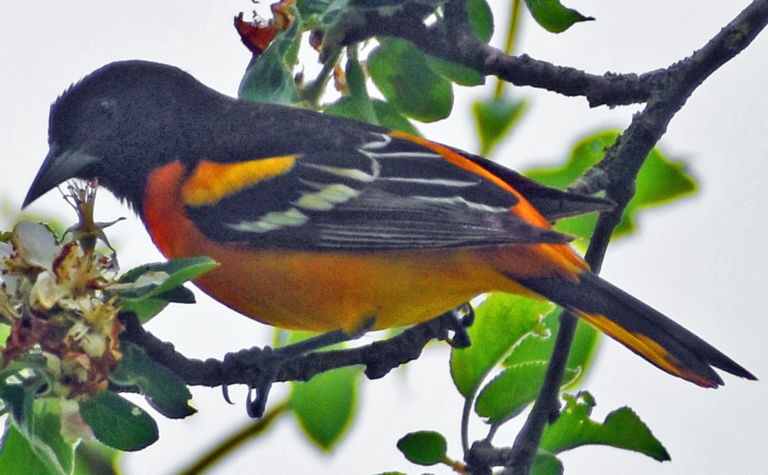 Oriole de Baltimore - ML618942719