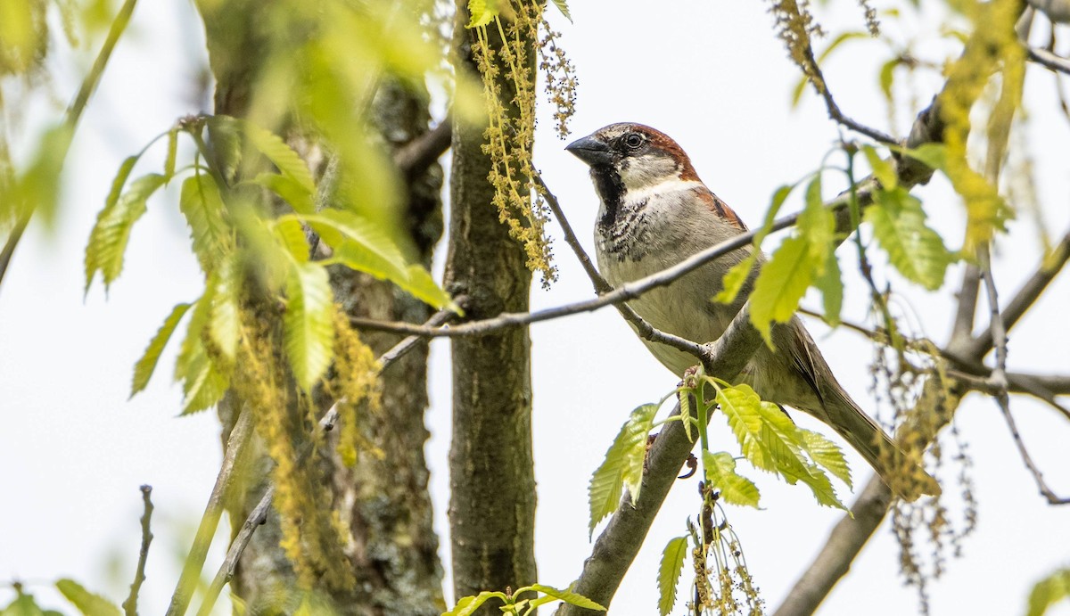 House Sparrow - Matt M.