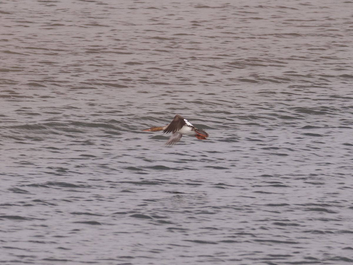 Red-breasted Merganser - ML618942728