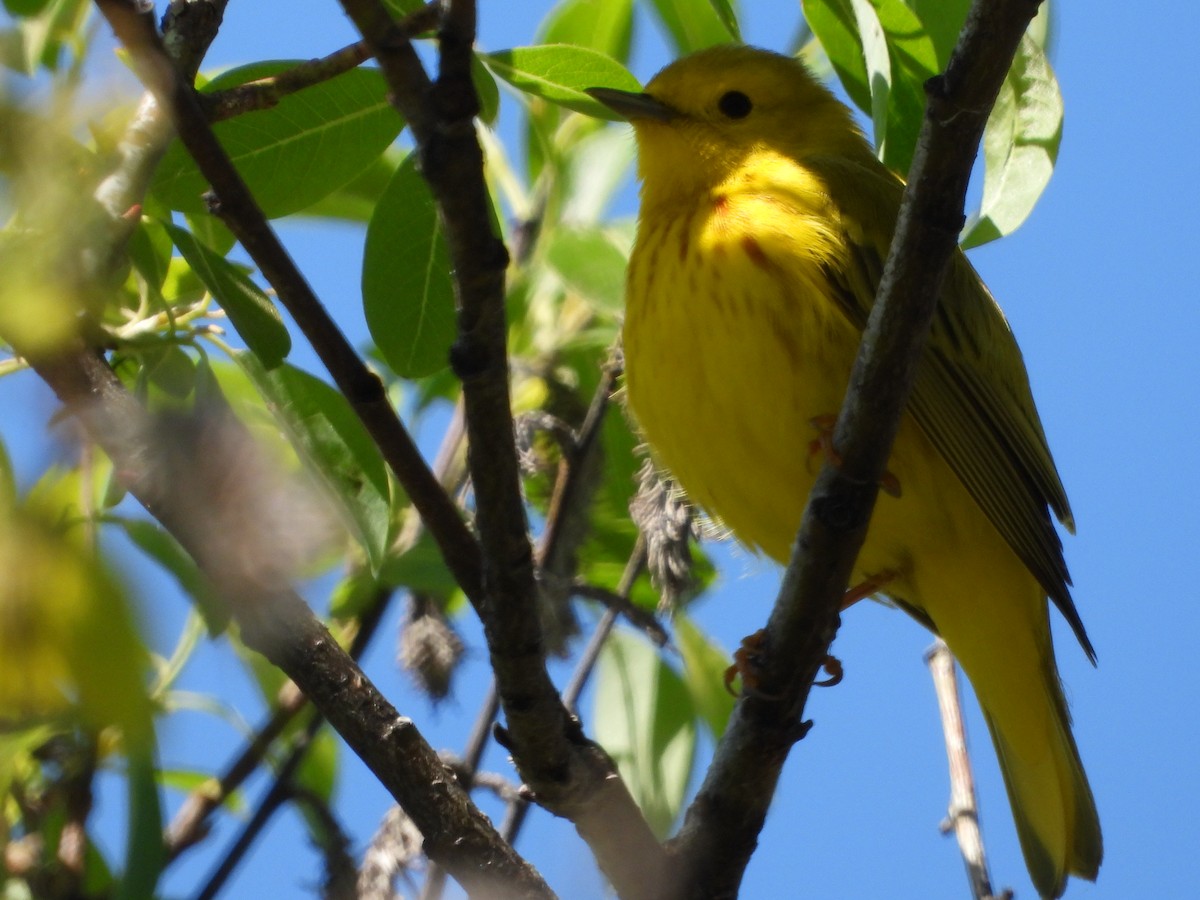 Yellow Warbler - Tammy Bradford