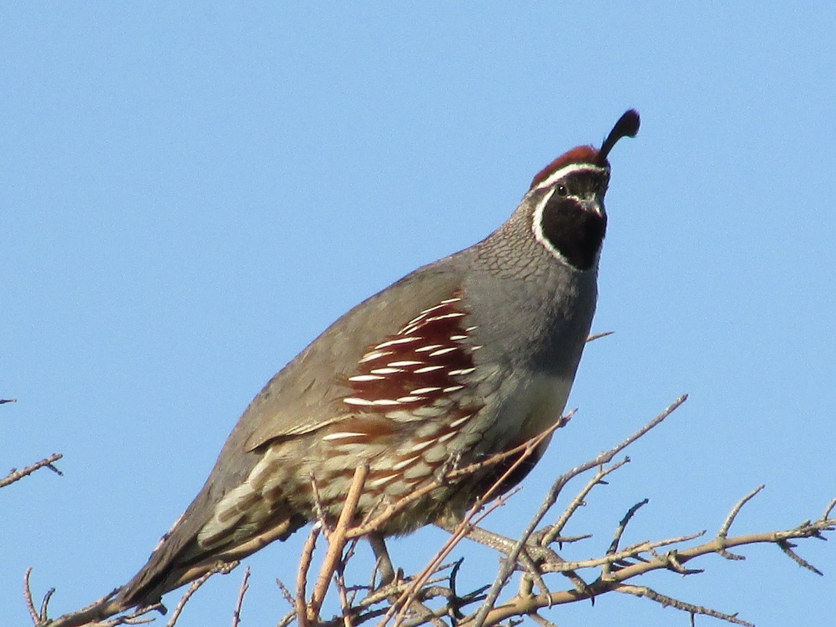 Gambel's Quail - ML618942757