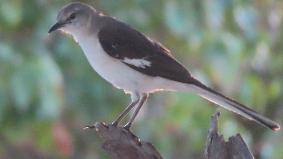 Northern Mockingbird - ML618942772