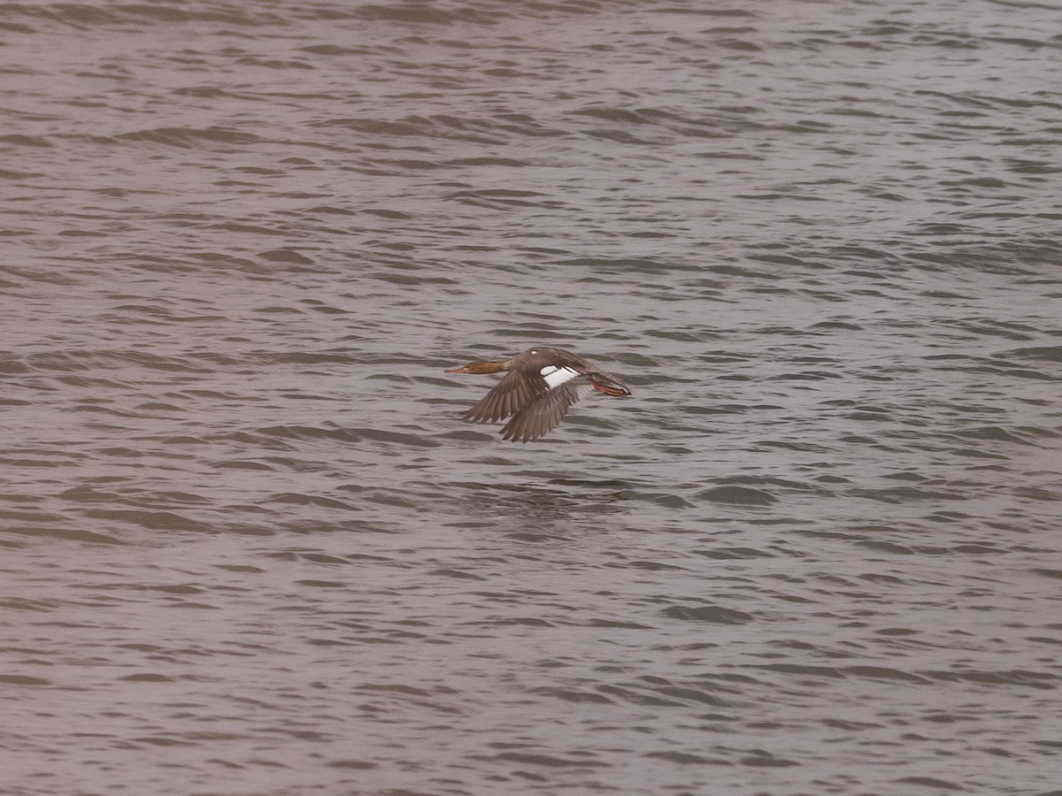 Red-breasted Merganser - ML618942776