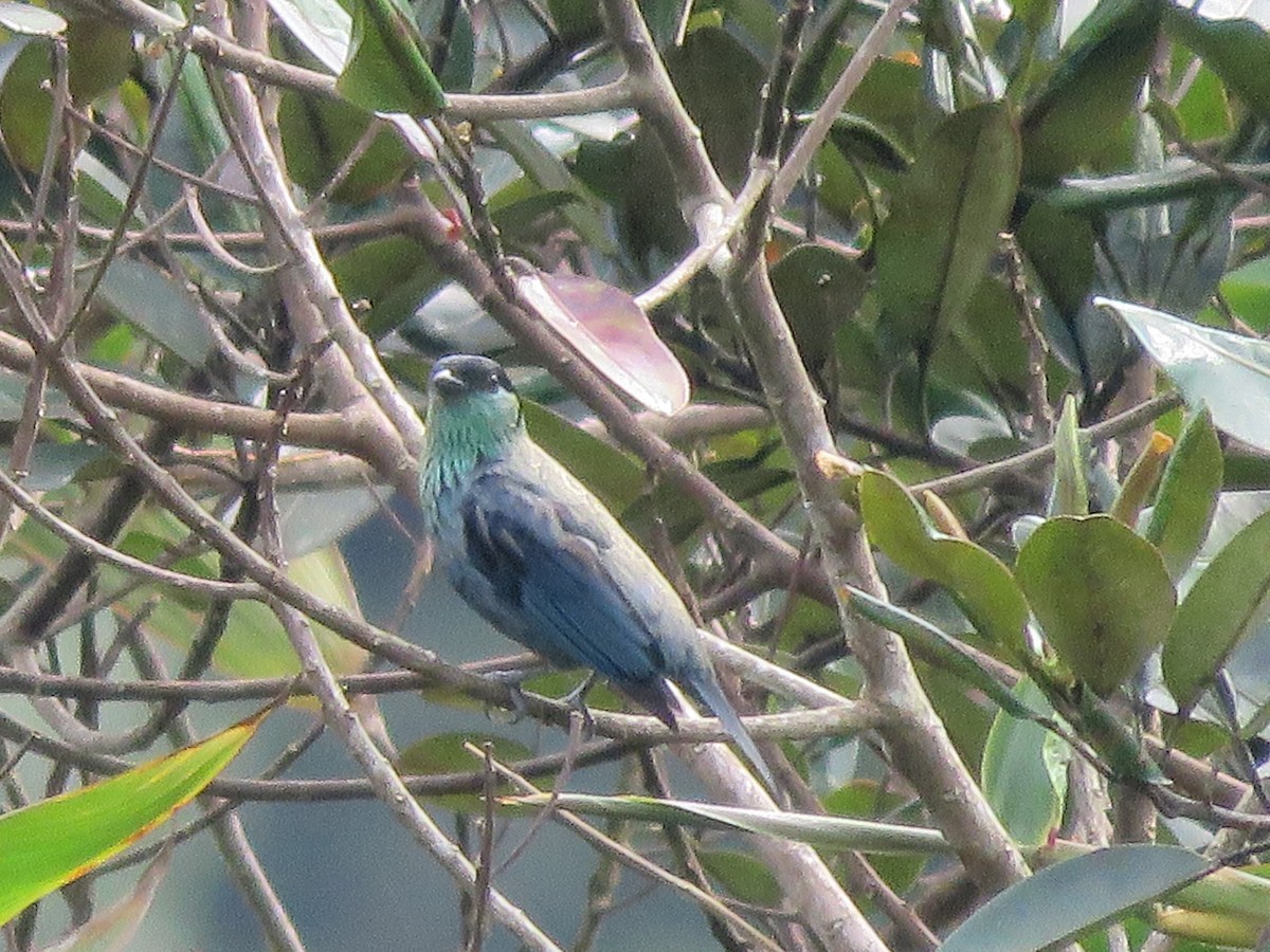 Black-capped Tanager - Libaniel  Osorio