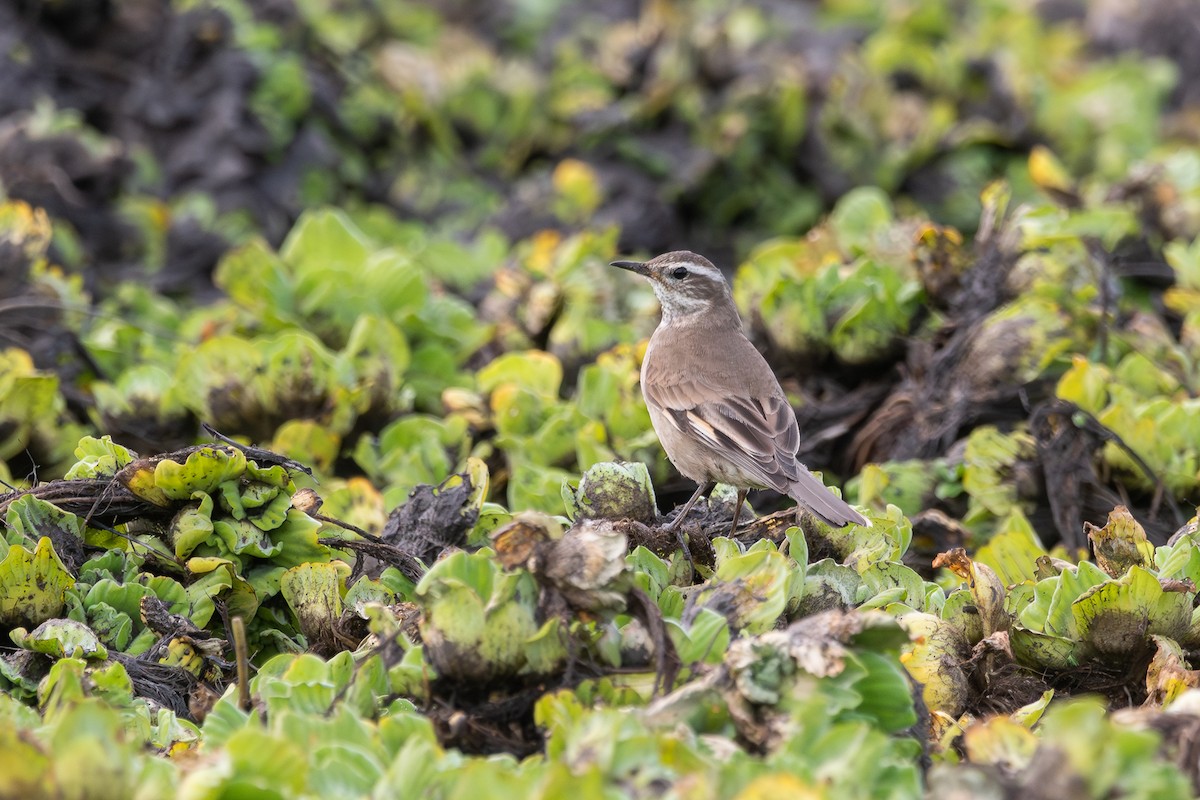 Buff-winged Cinclodes - ML618942803