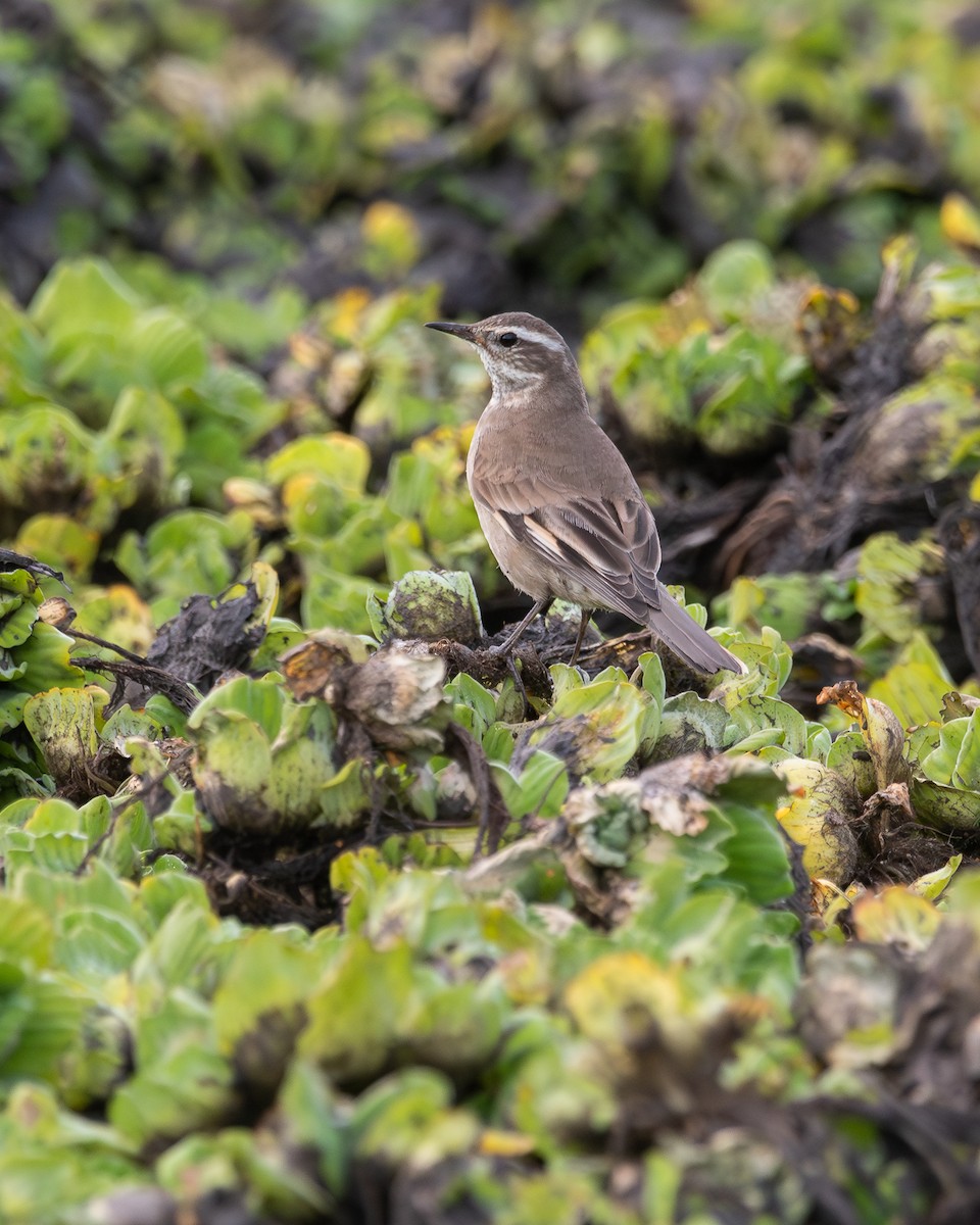 Buff-winged Cinclodes - ML618942804