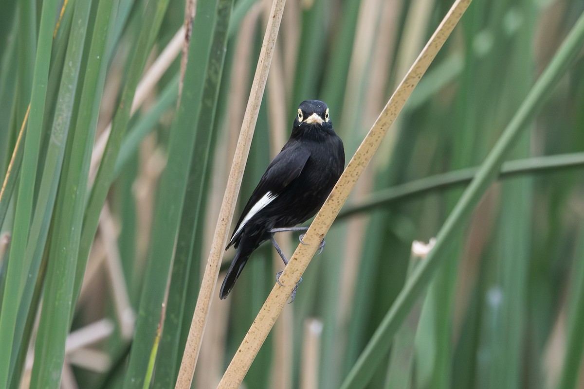 Spectacled Tyrant - ML618942808