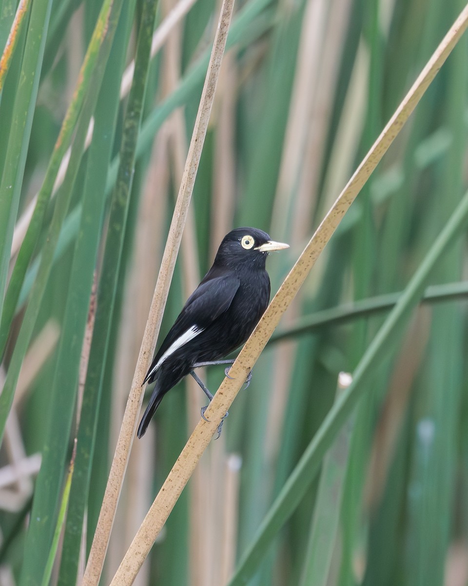 Spectacled Tyrant - Nicolas Mazzini