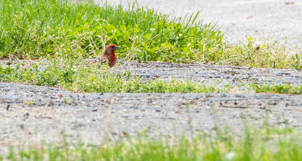 House Finch - Matt M.