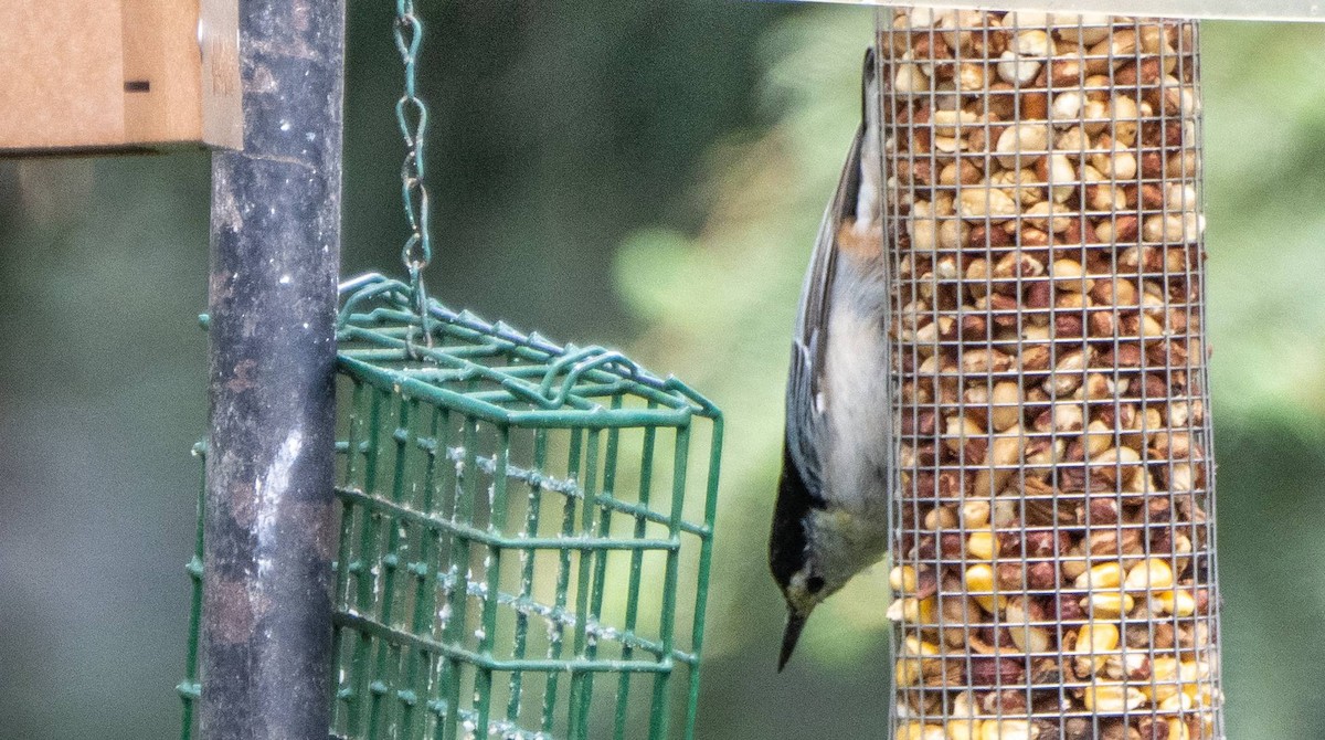 White-breasted Nuthatch - Matt M.