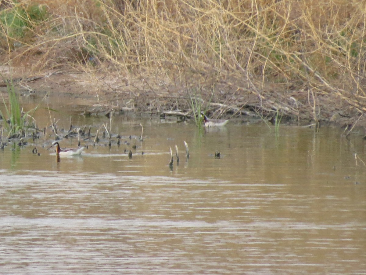 Wilson's Phalarope - Evan Waite