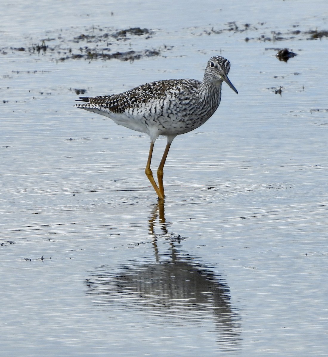 Greater Yellowlegs - Carolyn Lueck