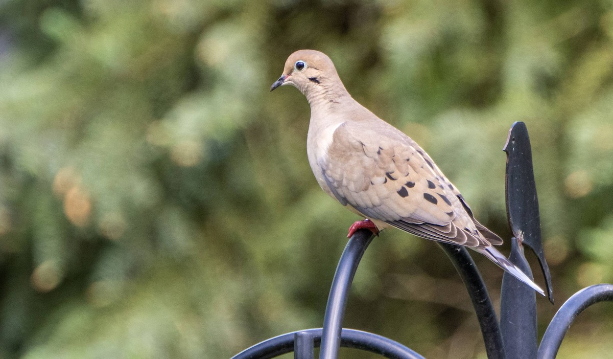 Mourning Dove - ML618942840