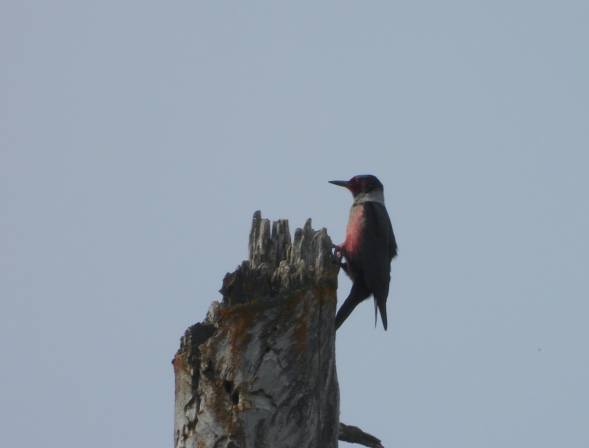 Lewis's Woodpecker - Marc-Andre Beaucher