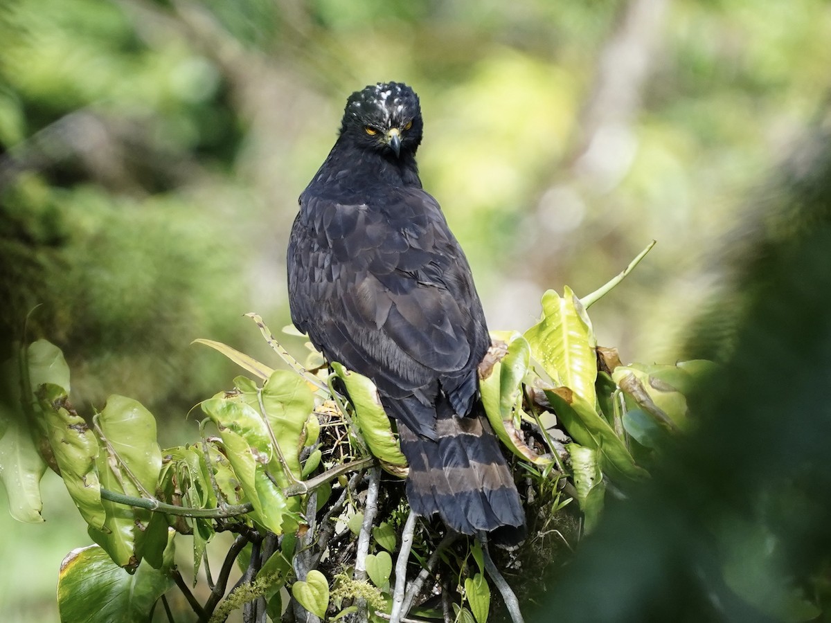 Black Hawk-Eagle - Carlos Ulate