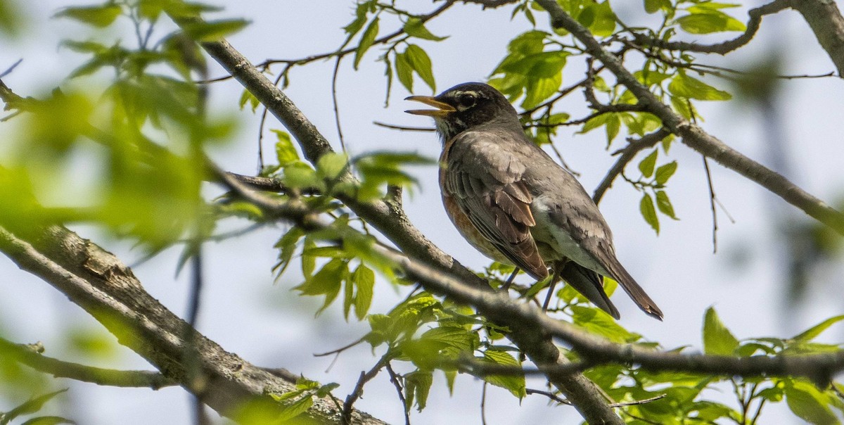 American Robin - Matt M.