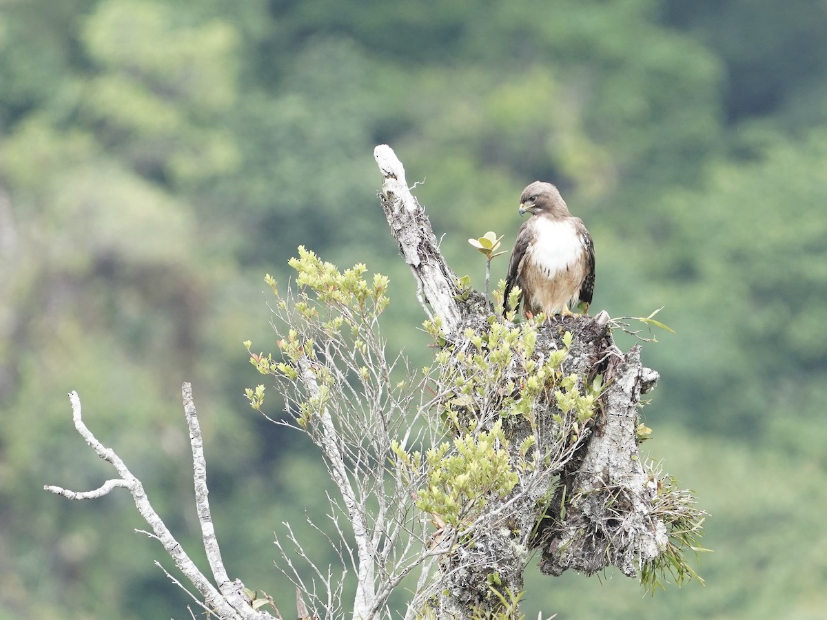 Rotschwanzbussard - ML618942957