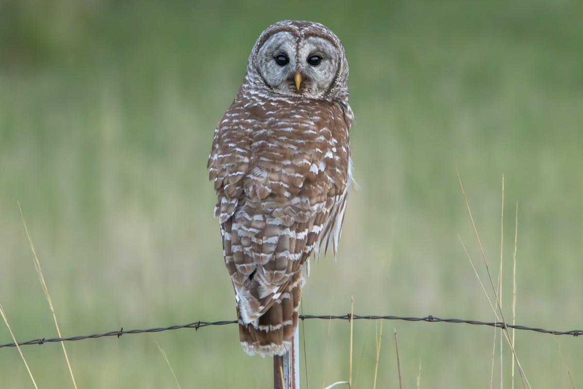 Barred Owl - Dylan Osterhaus