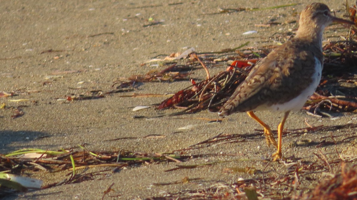 Spotted Sandpiper - ML618942990