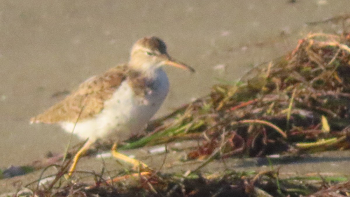 Spotted Sandpiper - ML618943001