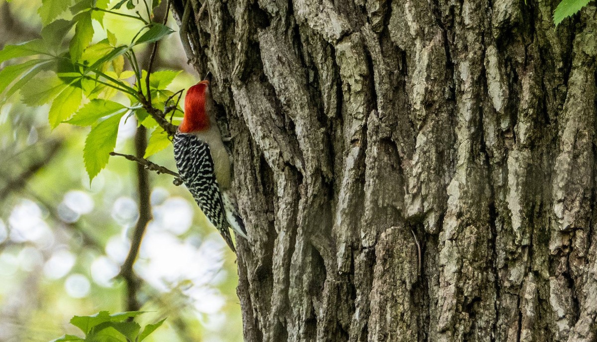 Red-bellied Woodpecker - Matt M.