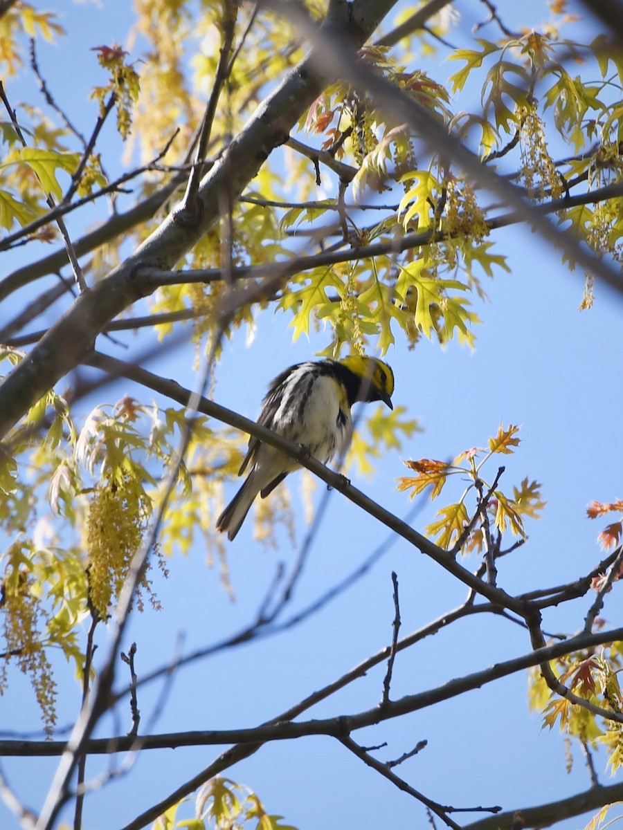 Black-throated Green Warbler - Sean Rogers