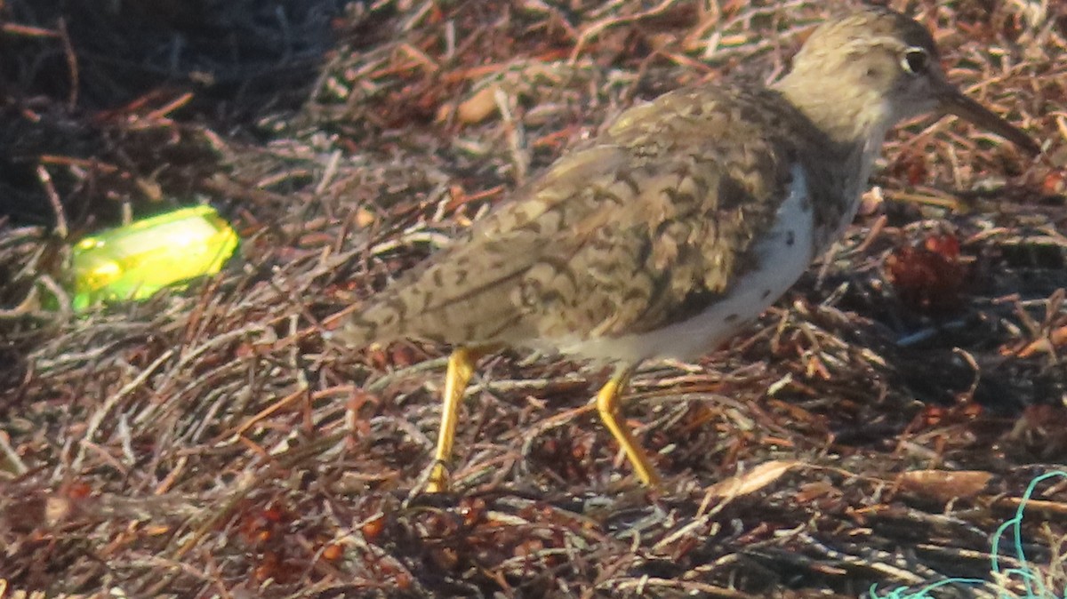 Spotted Sandpiper - ML618943027