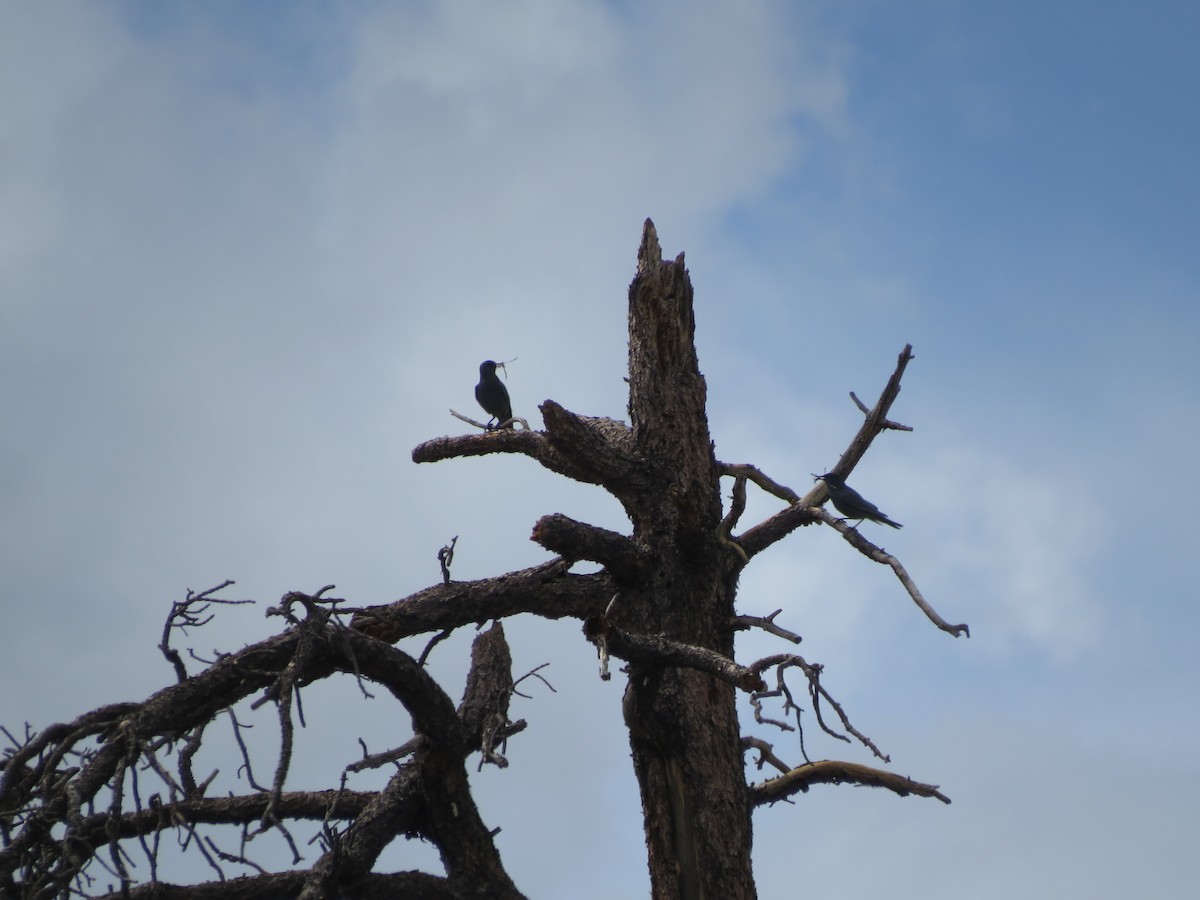 Pinyon Jay - ML618943047