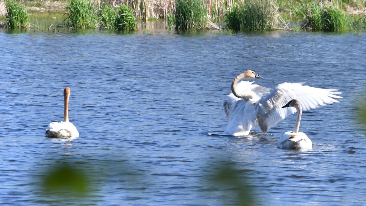 Trumpeter Swan - Sean Rogers