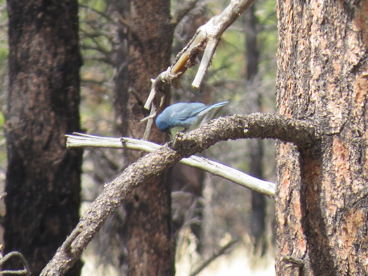 Pinyon Jay - Evan Waite