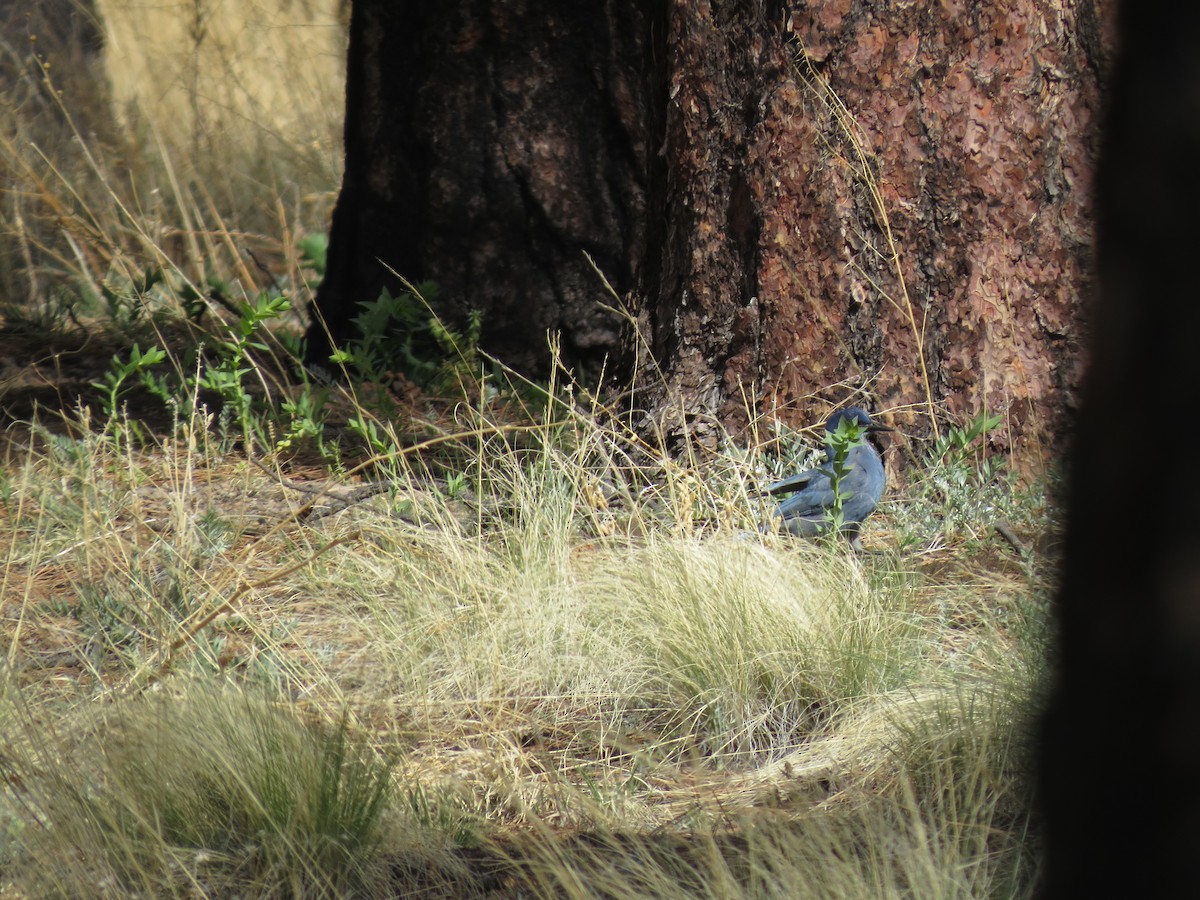 Pinyon Jay - Evan Waite