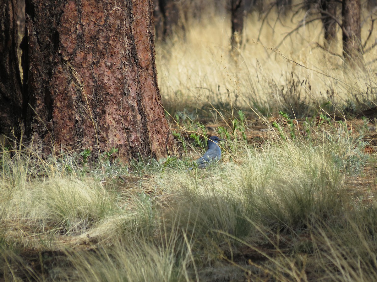 Pinyon Jay - Evan Waite